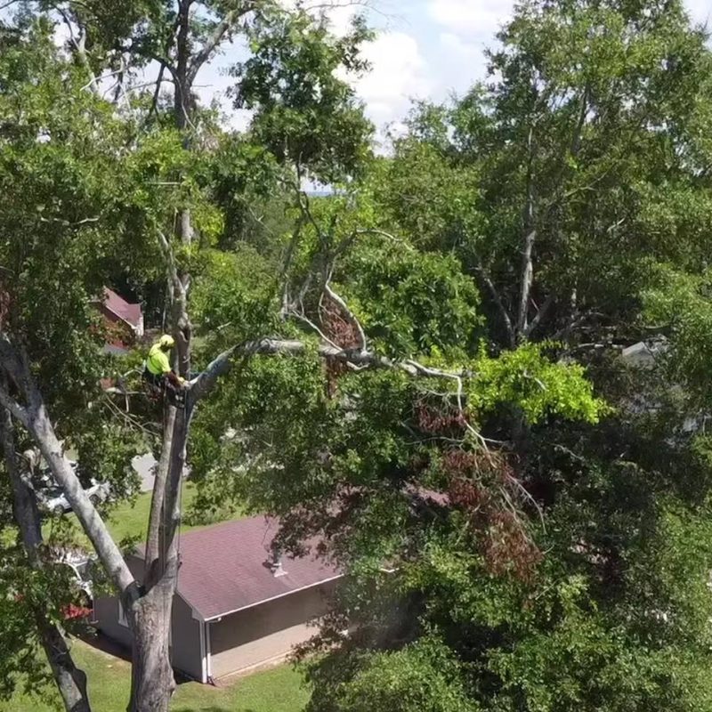 Alabama Tree & Land - Complete Tree Service Near Birmingham, AL