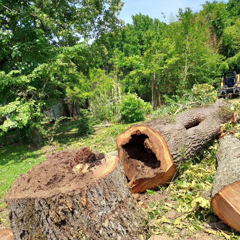 Large Tree Cut Down & Hauled - Tree Removal
